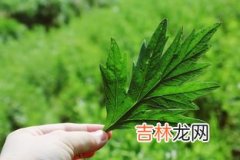 艾草肚脐贴真的可以去湿气吗,艾脐贴、艾草肚脐贴能去湿气是真的吗、祛湿气的效果怎么样