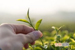 白毫茶是什么茶叶呀,大白毫属于什么茶类品种