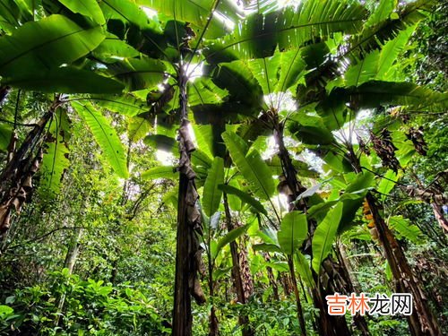 西双版纳夏天的温度是多少,西双版纳热吗？