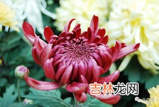 皱菊花代表什么,菊花代表什么象征意义?