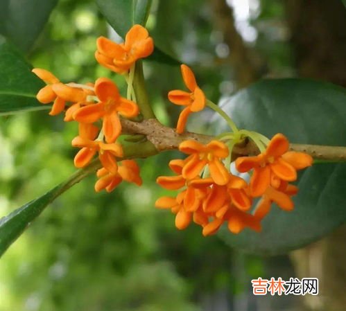 皱菊花代表什么,菊花代表什么象征意义?