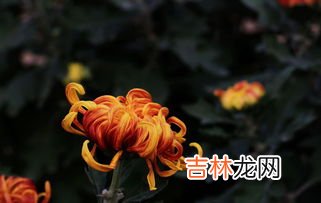 皱菊花代表什么,菊花代表什么象征意义?