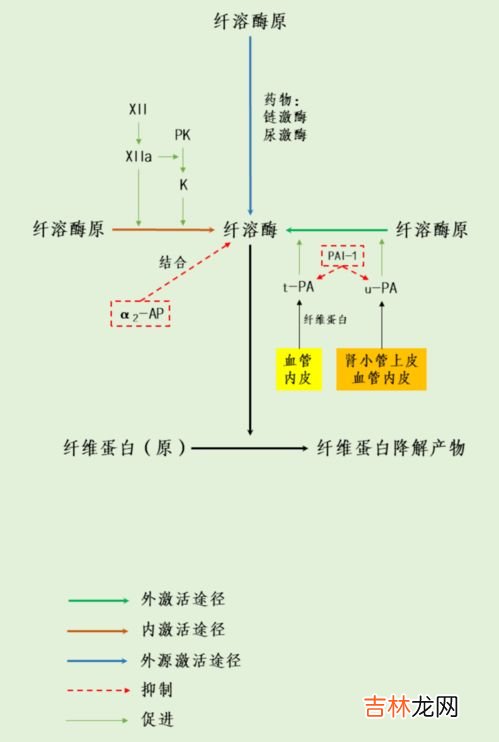 qk纤溶酶的功效与作用及用量,王业富纤溶酶多钱一盒QK纤溶酶的价钱？