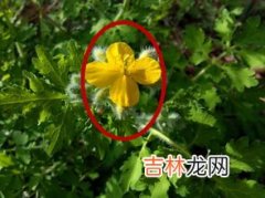 白屈菜的功效与作用,&#65279;白屈菜根作用与功效，有什么副作用？