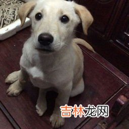 狗身上为什么会有蜱虫,狗狗身上的蜱虫哪里来的,狗身上为什么会有蜱虫
