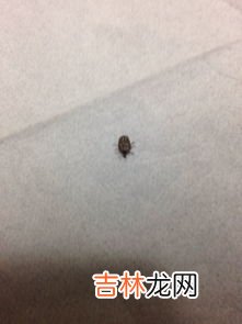 狗身上为什么会有蜱虫,狗狗身上的蜱虫哪里来的,狗身上为什么会有蜱虫