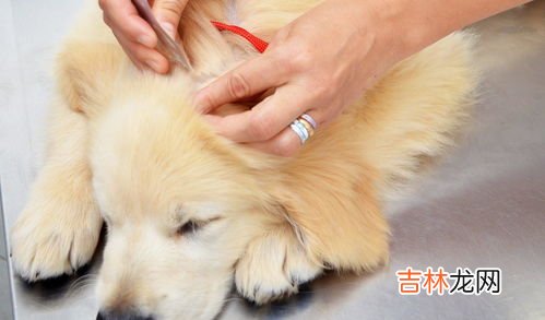 狗身上为什么会有蜱虫,狗狗身上的蜱虫哪里来的,狗身上为什么会有蜱虫