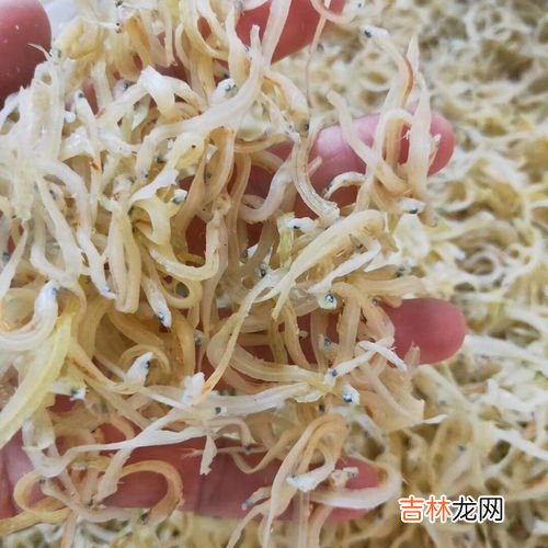 银鱼是海鲜吗,银鱼的营养价值