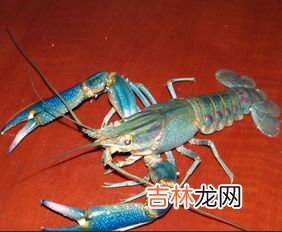 澳龙的做法,“澳龙”有哪些做法？