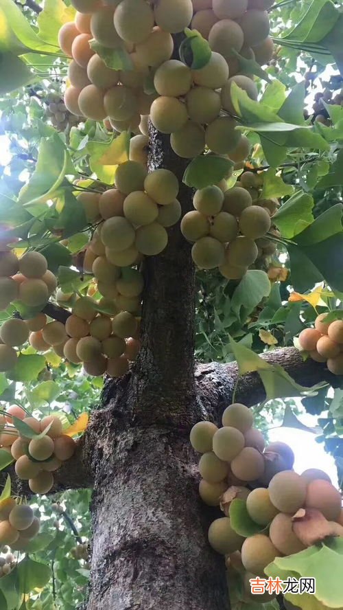 白果是什么样的,银杏果是什么样子