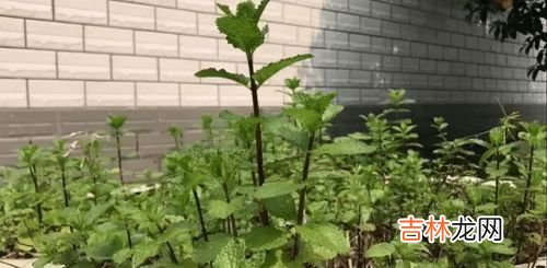 夏天蚊虫多,室内怎么驱蚊,夏天蚊子太多用什么东西驱蚊 五个小妙招赶走蚊子