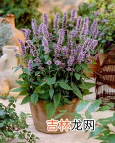 夏天蚊虫多,室内怎么驱蚊,夏天蚊子太多用什么东西驱蚊 五个小妙招赶走蚊子