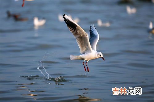 海鸥的生活环境及特点,海鸥的生活习性有什么？