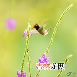 蜂鸟的特点有哪些,蜂鸟有哪些特点
