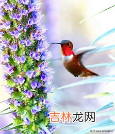 蜂鸟的特点有哪些,蜂鸟有哪些特点