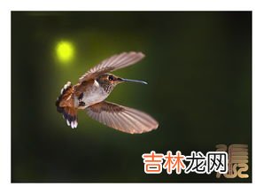 蜂鸟的特点有哪些,蜂鸟有哪些特点