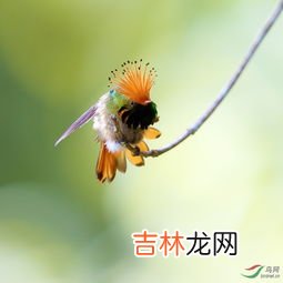 蜂鸟的特点有哪些,蜂鸟有哪些特点