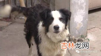 边牧犬的聪明程度介绍,边牧聪明到什么程度？