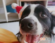 边牧犬的聪明程度介绍,边牧聪明到什么程度？