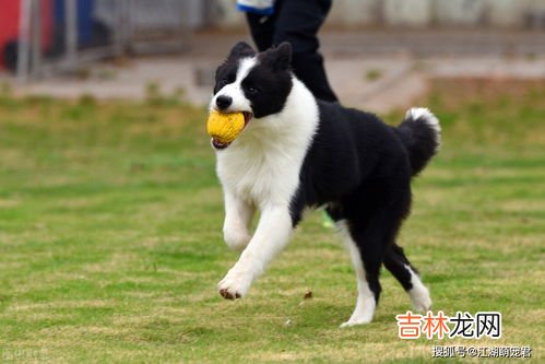 边牧犬的聪明程度介绍,边牧聪明到什么程度？