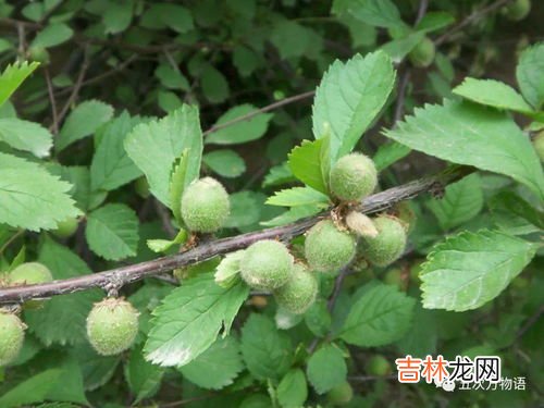草莓上的小麻点是什么,草莓上的小麻点是什么?
