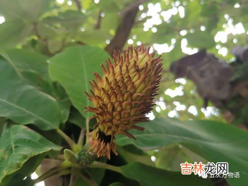 草莓上的小麻点是什么,草莓上的小麻点是什么?