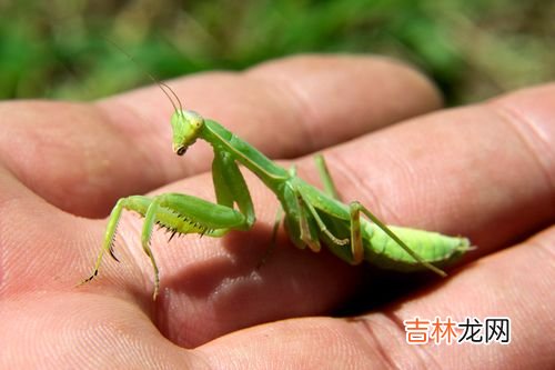 螳螂是害虫还是益虫,螳螂是益虫还是害虫