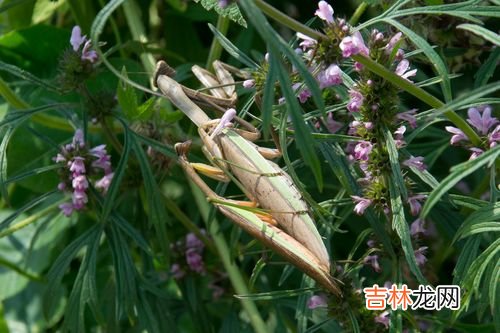 螳螂是害虫还是益虫,螳螂是益虫还是害虫