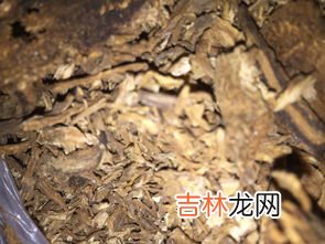 后继无人打一中药名字,中药的谜语