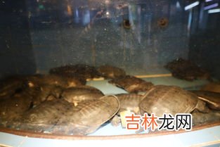 过年吃甲鱼有说法吗,过年吃甲鱼寓意