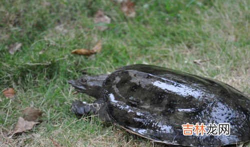 过年吃甲鱼有说法吗,过年吃甲鱼寓意