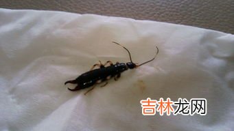 蠼螋有毒吗家里的蠼螋是怎么来的,这是什么虫有没有毒,家里为什么会有这种虫
