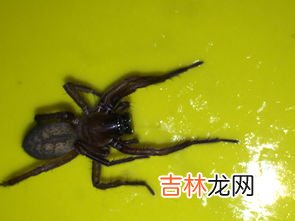 蠼螋有毒吗家里的蠼螋是怎么来的,这是什么虫有没有毒,家里为什么会有这种虫