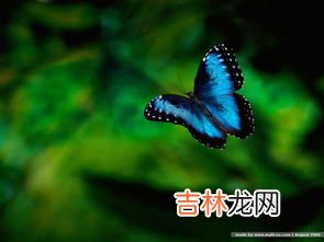 蝴蝶有茧的保护吗,蝴蝶会被困在茧里吗?会死吗