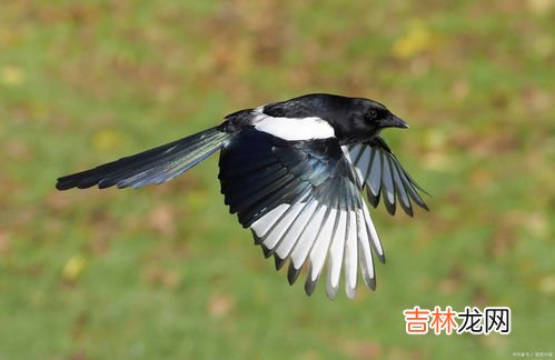 喜鹊是益鸟还是害鸟,农村常见的喜鹊到底是吉祥鸟还是害鸟？为何这么说？