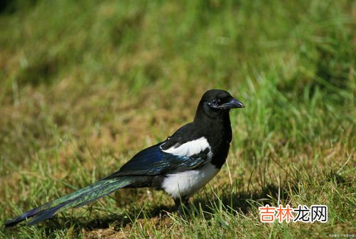 喜鹊是益鸟还是害鸟,农村常见的喜鹊到底是吉祥鸟还是害鸟？为何这么说？