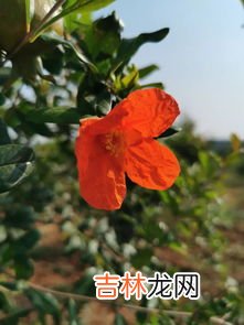 柘榴和石榴有什么区别,石榴和榴莲一样吗