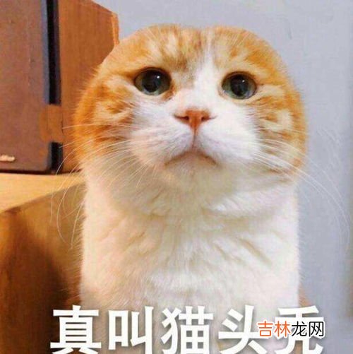 飞天意面神教什么梗,荷兰承认“飞天面条神教”为合法宗教,它是个什么鬼