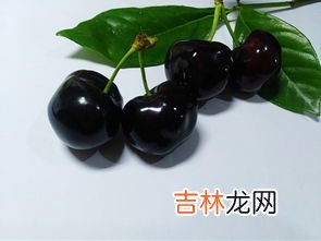 金車厘子和黑車厘子的區別,金色車厘子好吃嗎？&#8203;金車厘子和黑車厘子的區別