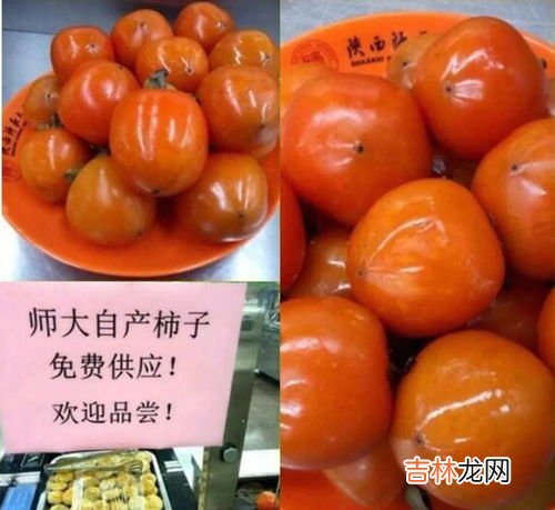 1998年哪种水果是百果之首芭芭农场,1988年,哪种水果是产量百果之首