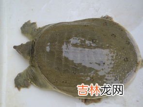水鱼是甲鱼吗,甲鱼是否属于鱼类?