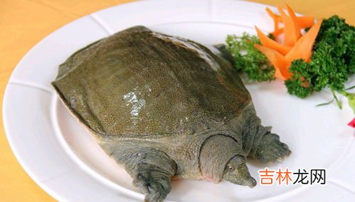 水鱼是甲鱼吗,甲鱼是否属于鱼类?