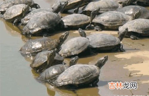水鱼是甲鱼吗,甲鱼是否属于鱼类?