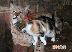 狼为什么怕猞猁,狼和猞猁都是欧洲兽中之王，为什么百兽都怕猞猁气味却不怕狼？