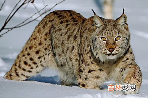 狼为什么怕猞猁,狼和猞猁都是欧洲兽中之王，为什么百兽都怕猞猁气味却不怕狼？