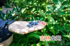 蓝靛果怎么吃,蓝靛果有什么禁忌，孕妇和小孩能吃吗？