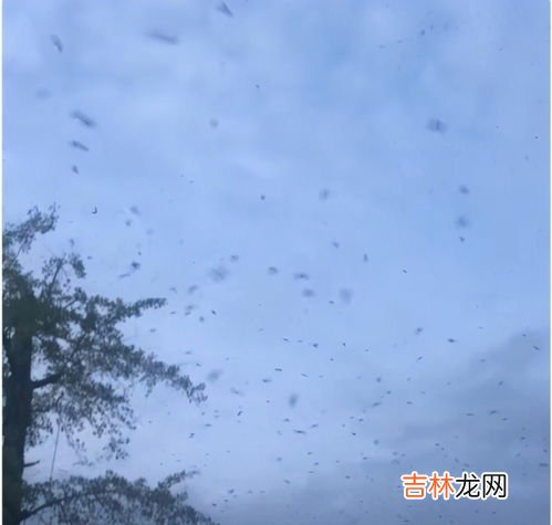蝙蝠的天敌是谁,蝙蝠有哪些天敌
