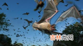 蝙蝠的天敌是谁,蝙蝠有哪些天敌