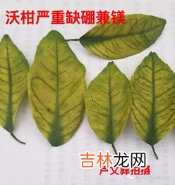 橘子中间透明胶状物,桔子,橙子里面一个个的颗粒是细胞吗?