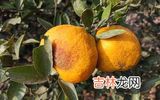 橘子中间透明胶状物,桔子,橙子里面一个个的颗粒是细胞吗?
